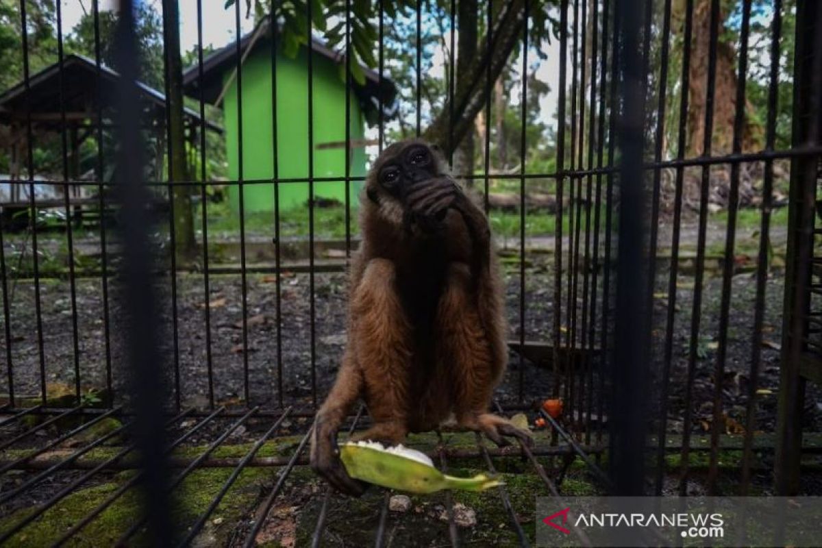 Riau's Nature Conservation Agency evacuates endangered agile gibbon