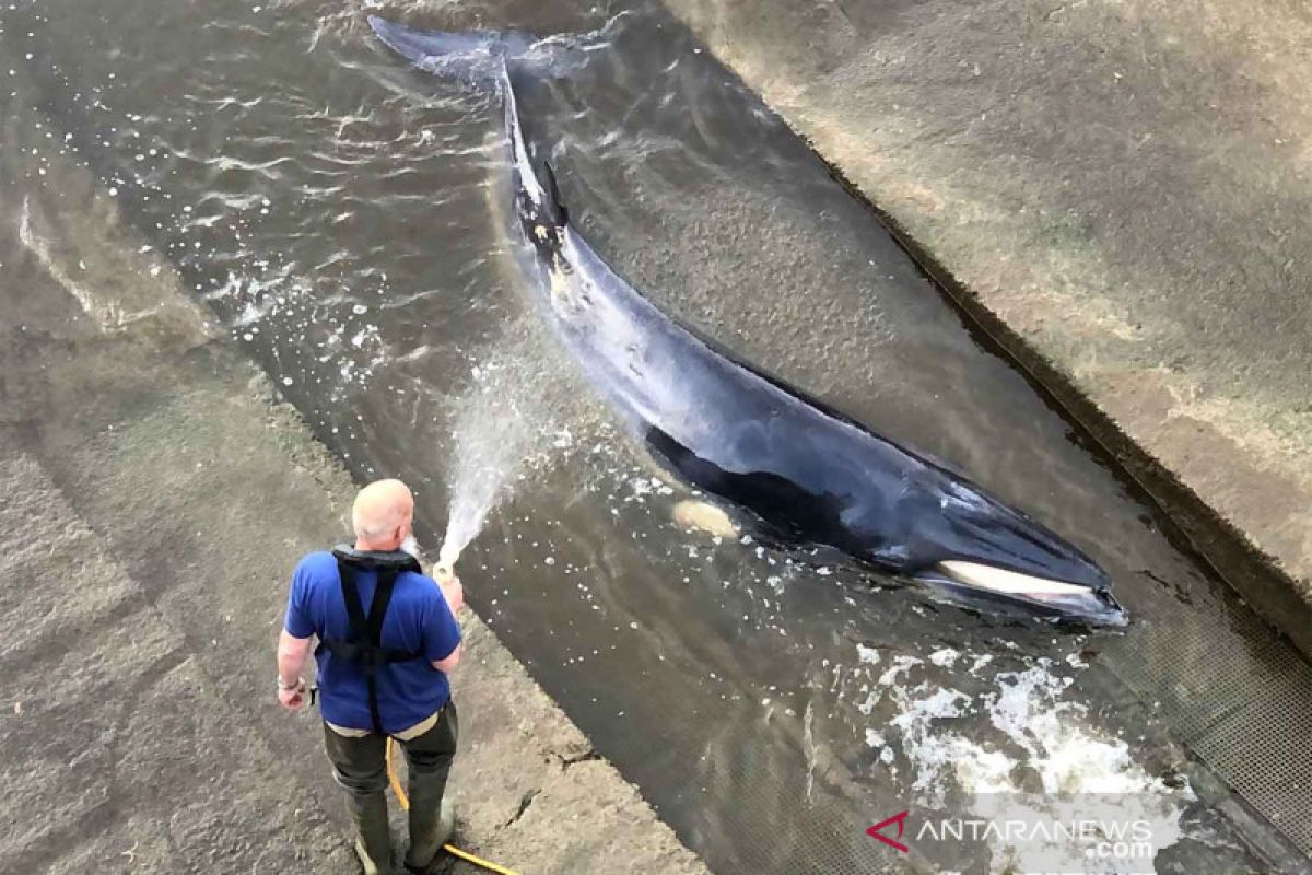 Tim penyelamat tolong paus kecil yang terdampar di sungai Thames