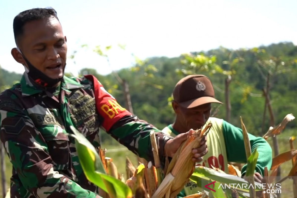 TNI AD ubah penanam ganja jadi petani jagung