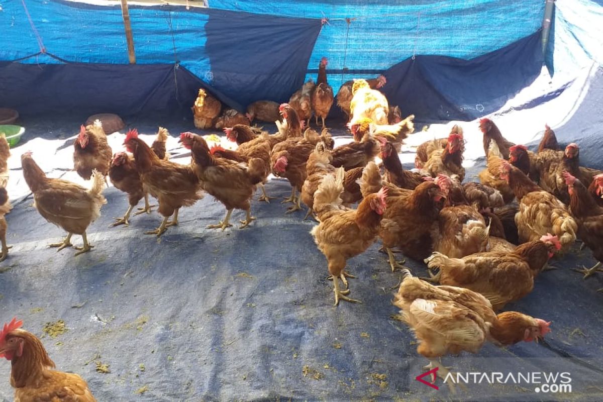 Stok ayam afkir untuk lebaran di Belitung mencapai 40 ribu ekor