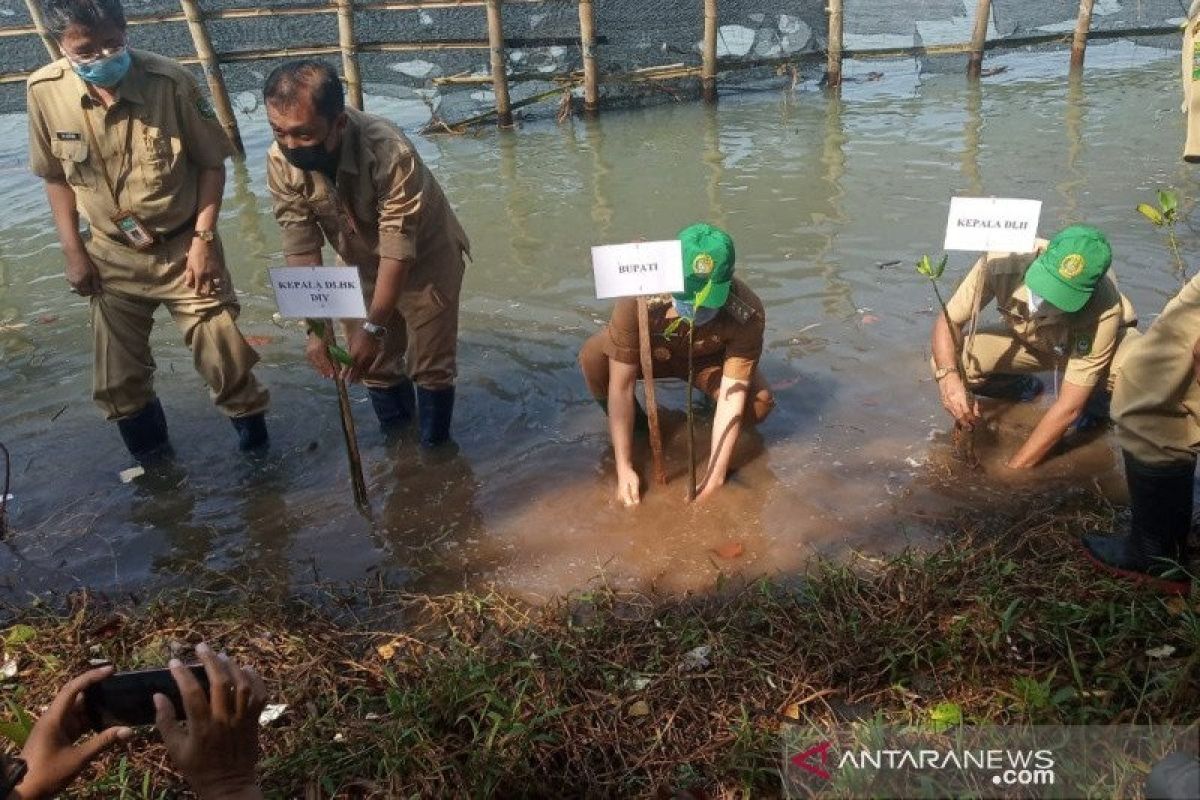 Bantul tanam seribu bibit pohon mangrove sambut Hari Keanekaragaman Hayati