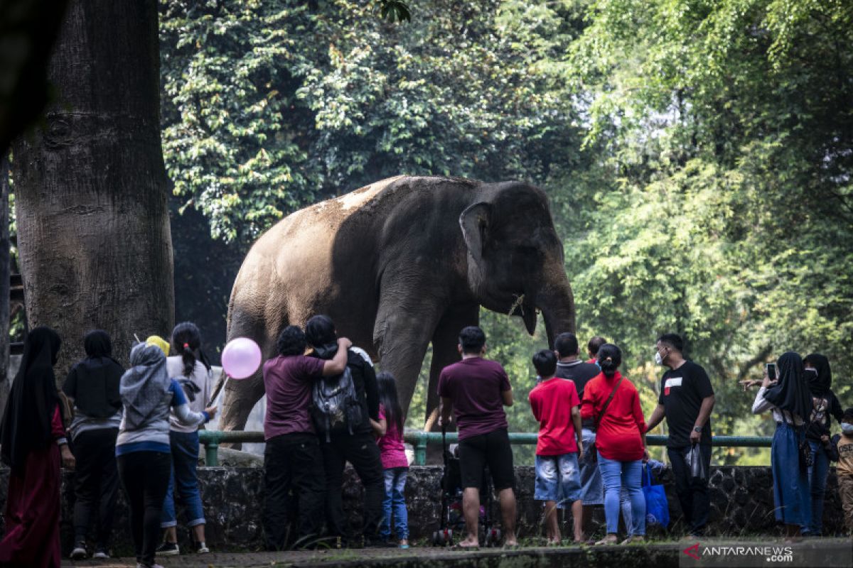 Masih diperketat, Ragunan dikunjungi 15 ribu orang akhir pekan ini