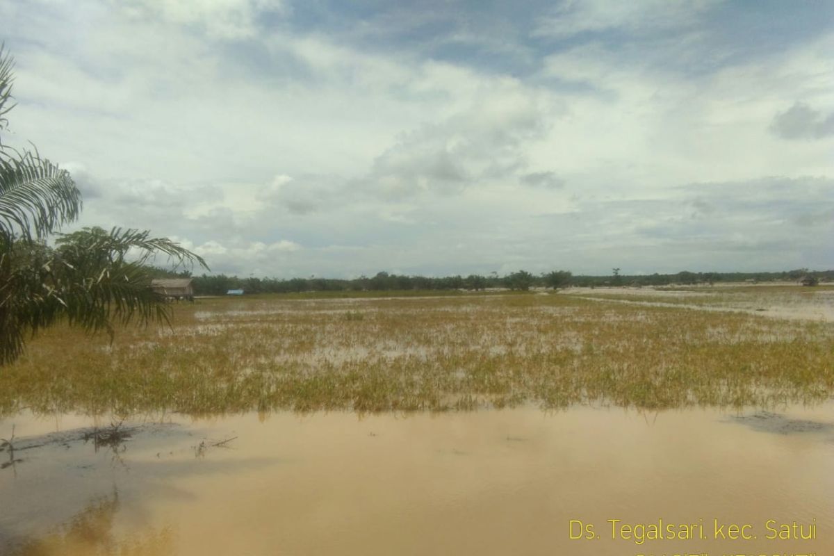 Ratusan petani di Kecamatan Satui terancam gagal panen