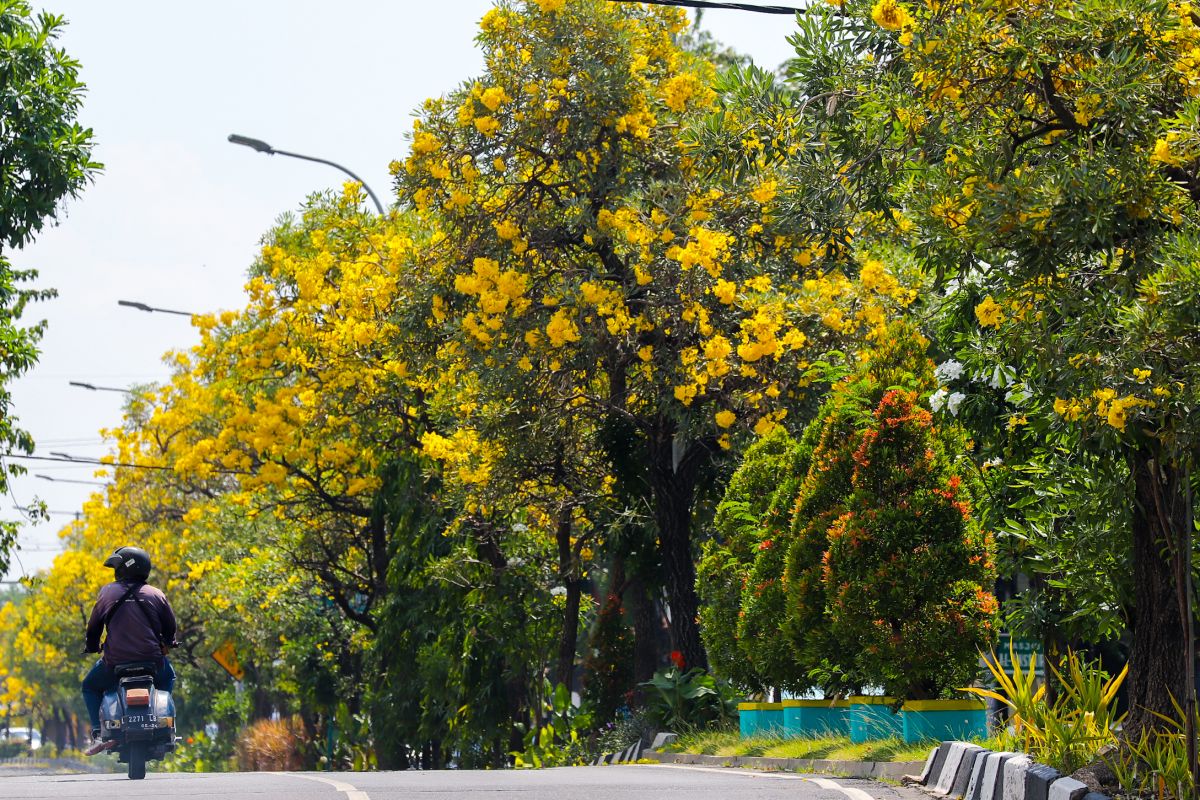 Bunga Tabebuya bermekaran di jalanan Kota Surabaya saat Lebaran