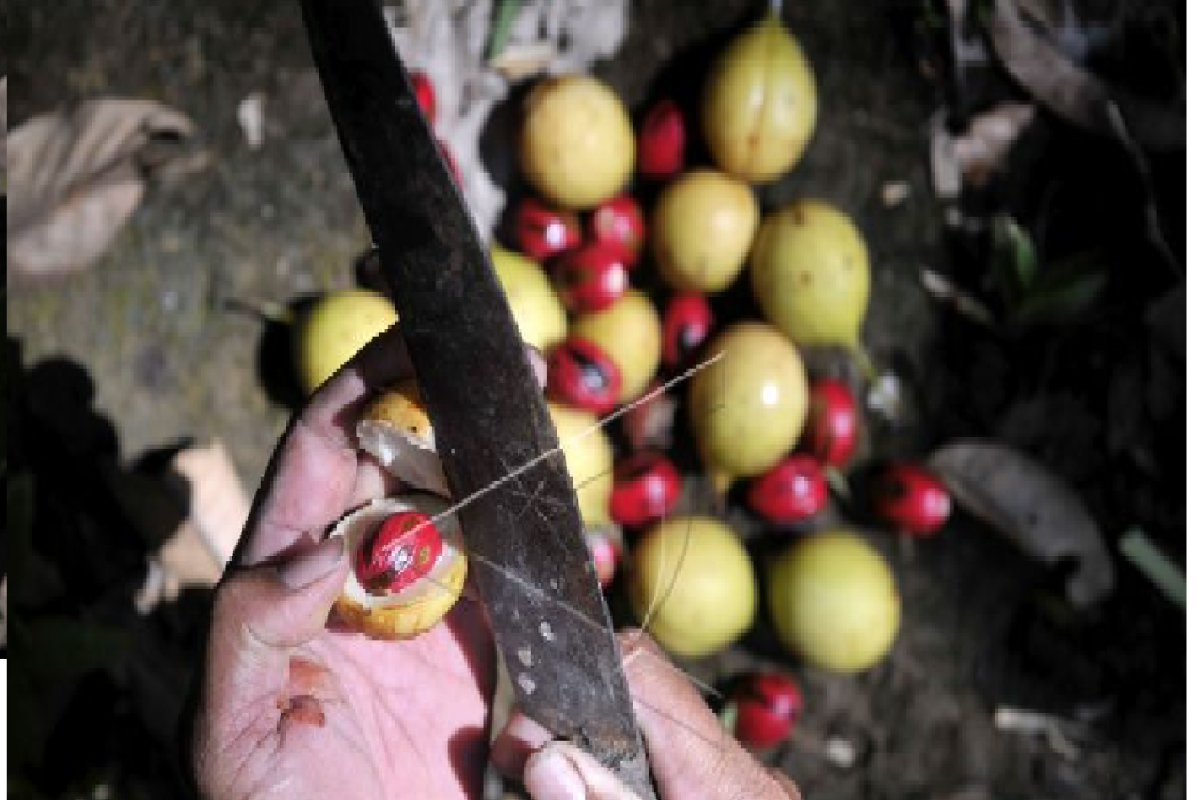 On the scent of the Dutch nutmeg on Banda Islands