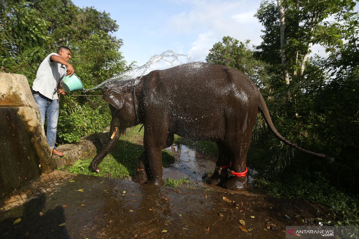 Warga Ketol meninggal dunia diinjak gajah liar di Aceh Tengah