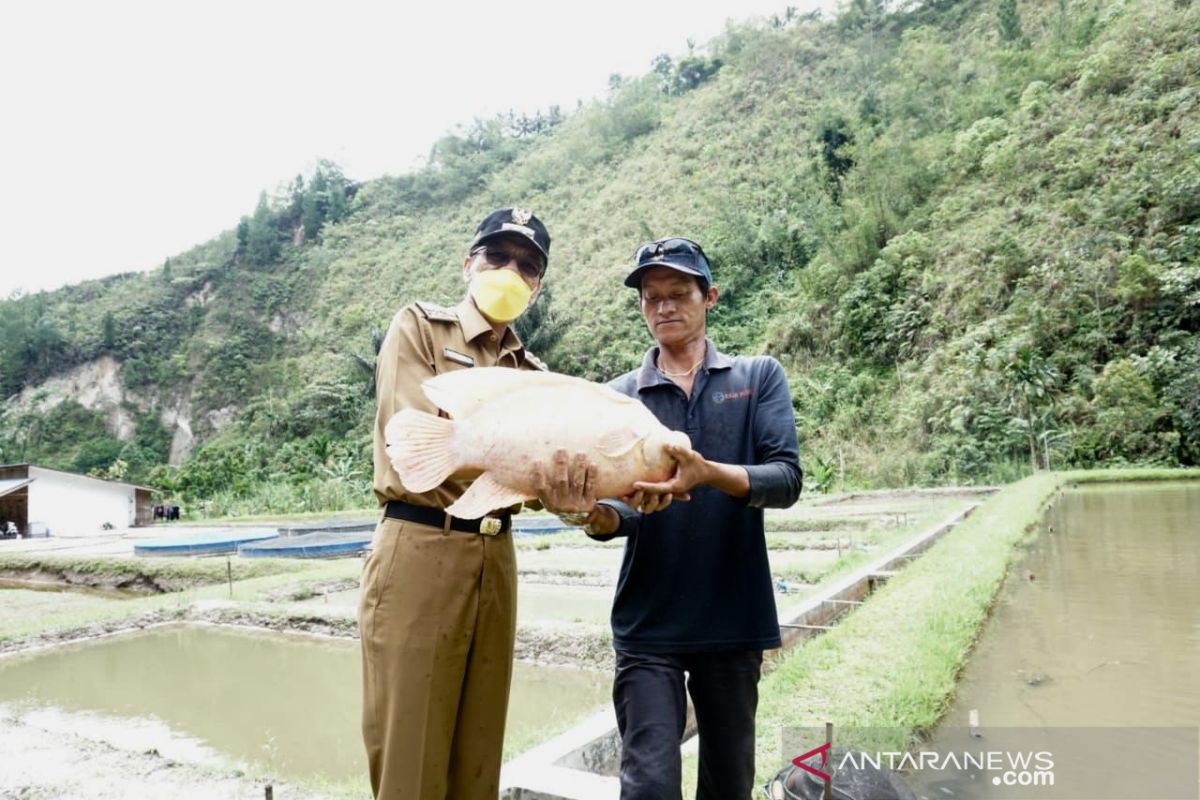 Ditargetkan produksi 2.000 ton/bulan, ikan Gurame Sago juga untuk memenuhi permintaan pasar internasional