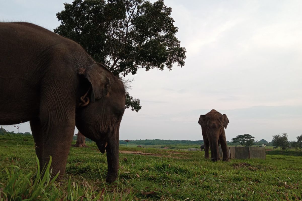 Lebaran 2022, wisata gajah di Way Kambas masih tutup