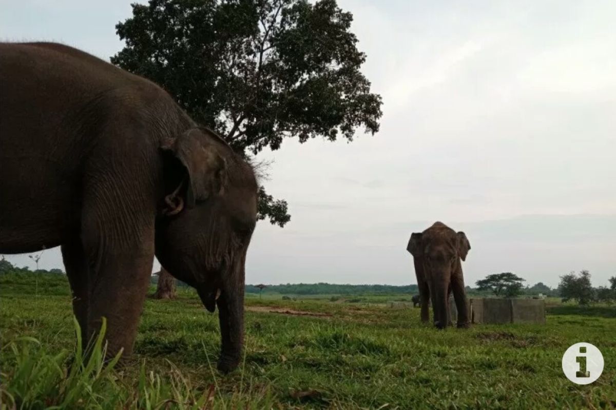 Pusat Latihan Gajah Way Kambas masih ditutup