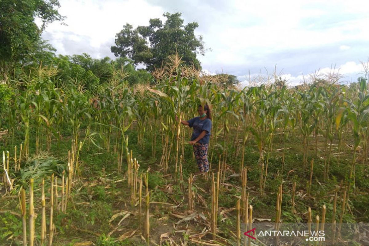 Takut teroris, warga Napu Poso enggan berkebun