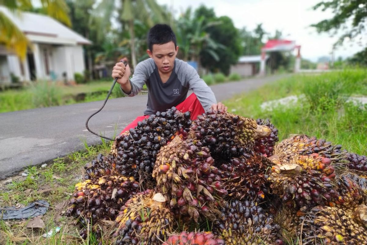 Harga TBS sawit Kalbar naik dan catat rekor tertinggi Rp2.348,69 per kilogram