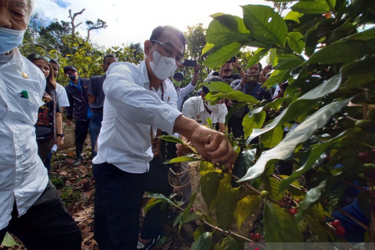 Pemkab Sigi  bantu petani untuk budidaya tanaman kopi arabica
