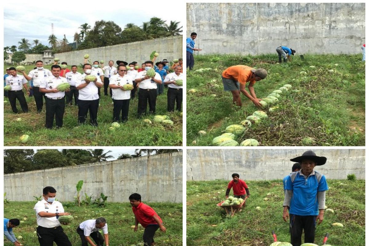 Lapas Sibolga kembali panen semangka 4 ton