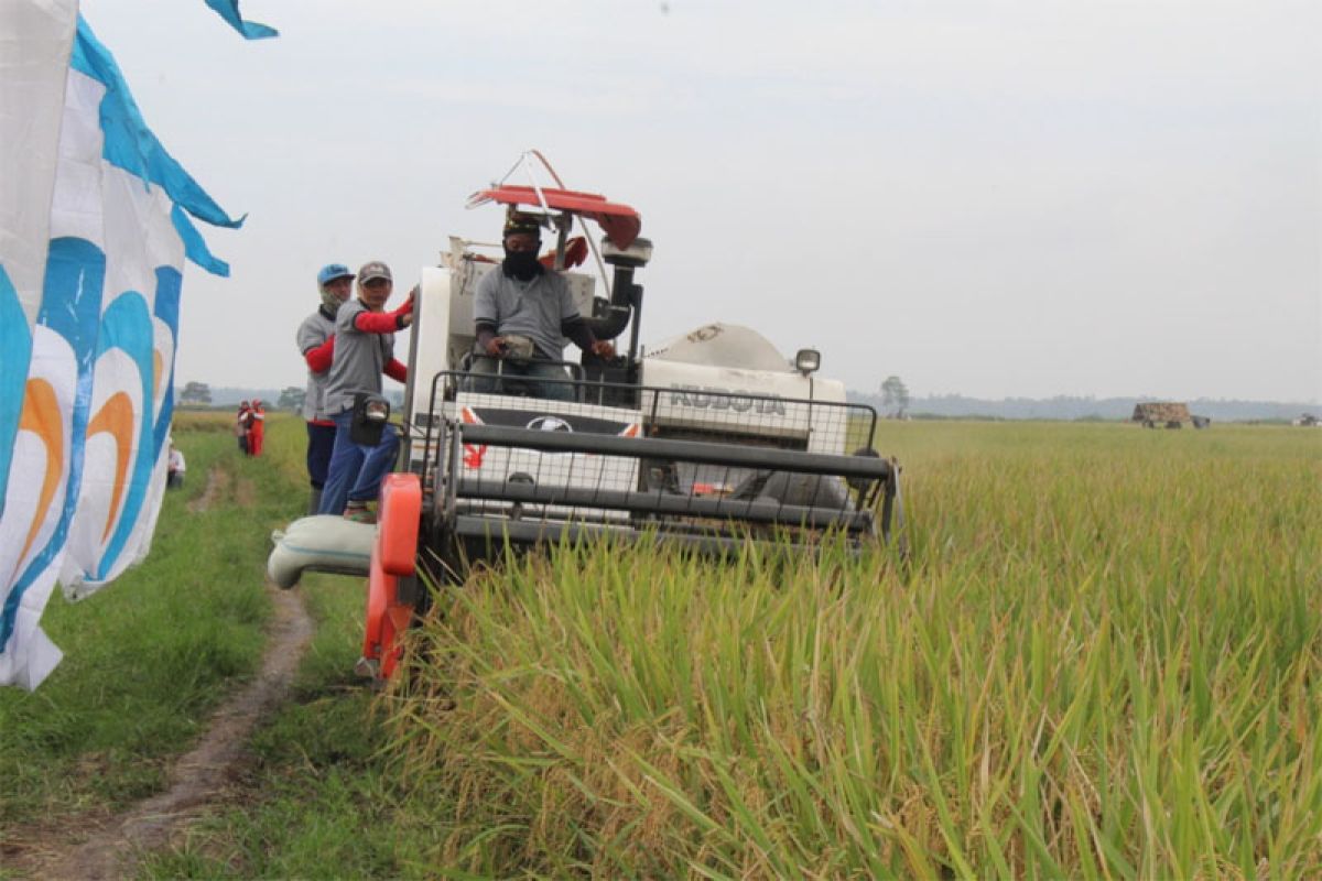 Ratusan Hektare Sawah Petani Mitra PTPN VII Panen Raya