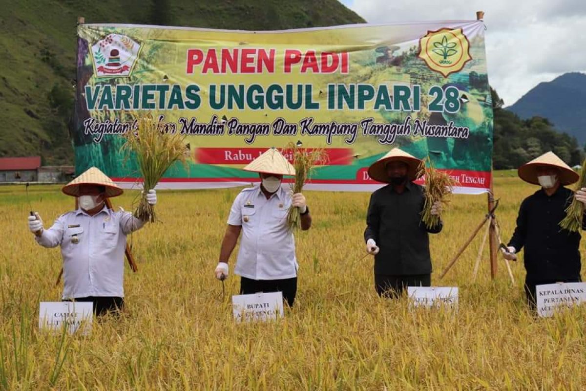 Panen padi varietas unggul di Toweren, ini kata Bupati Shabela