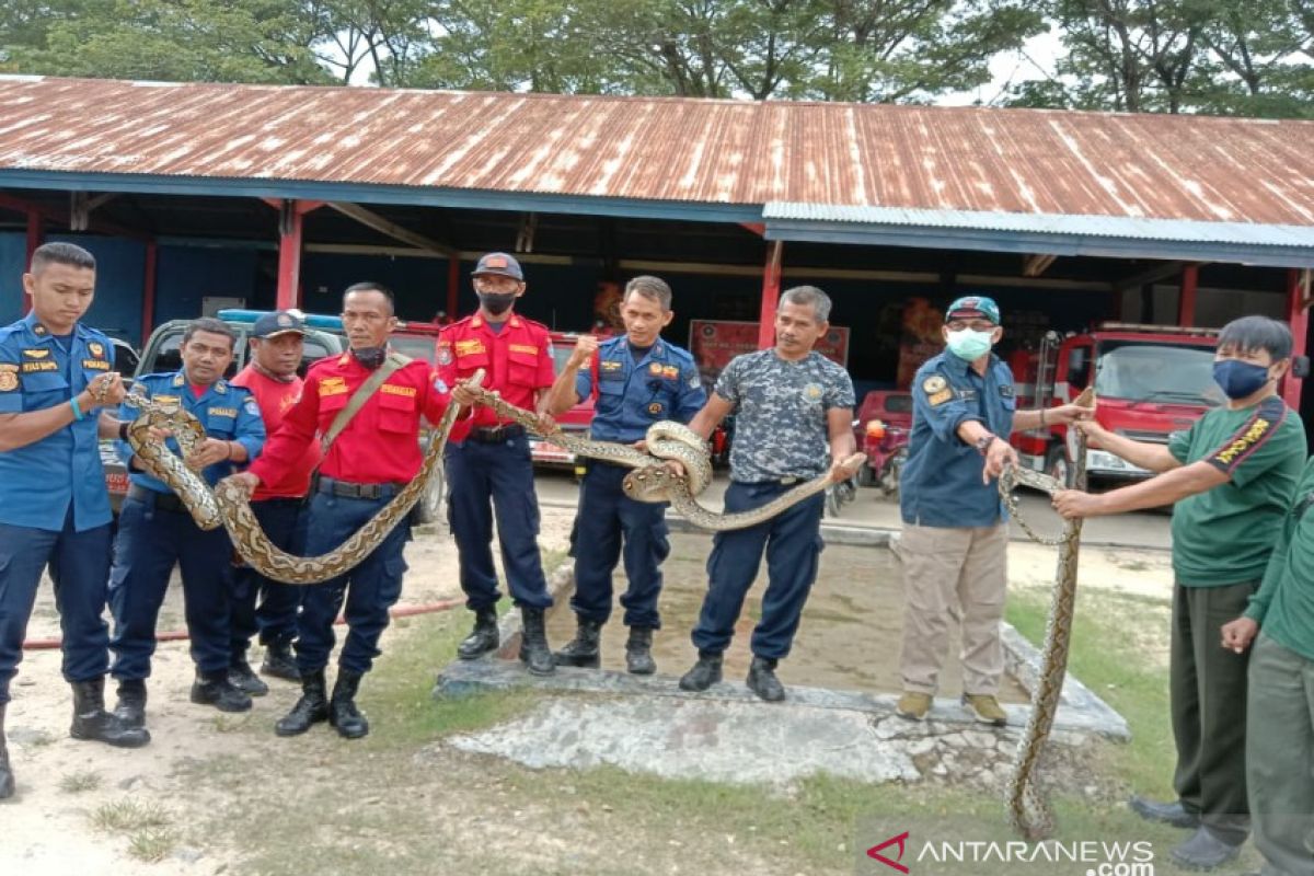 BKSDA Sultra evakuasi tiga ular sanca muncul di permukiman warga