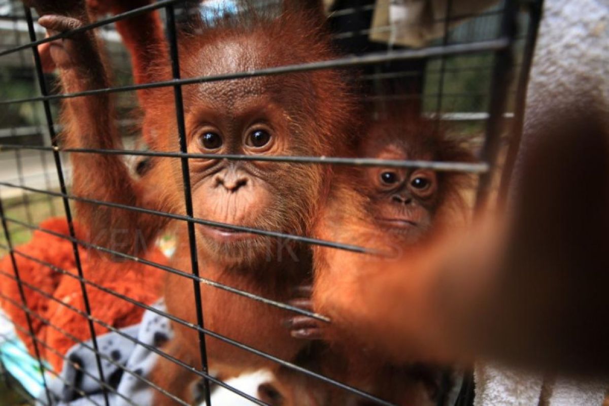 Jambi terima sepasang orang utan Sumatera dari BKSDA Lampung