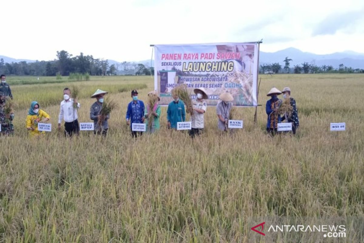 Kendari luncurkan kawasan pertanian Amohalo jadi agrowisata