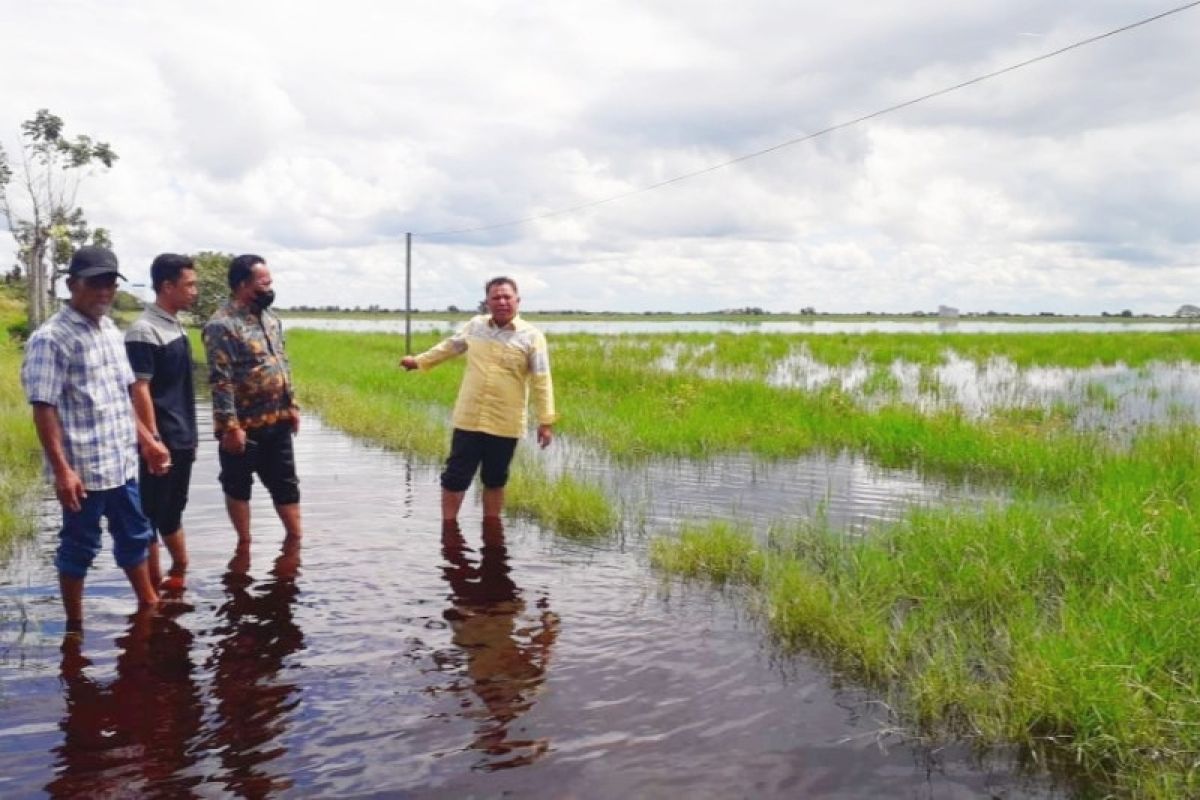 Wakil Ketua DPRD Kotim prihatin ribuan hektare padi gagal panen