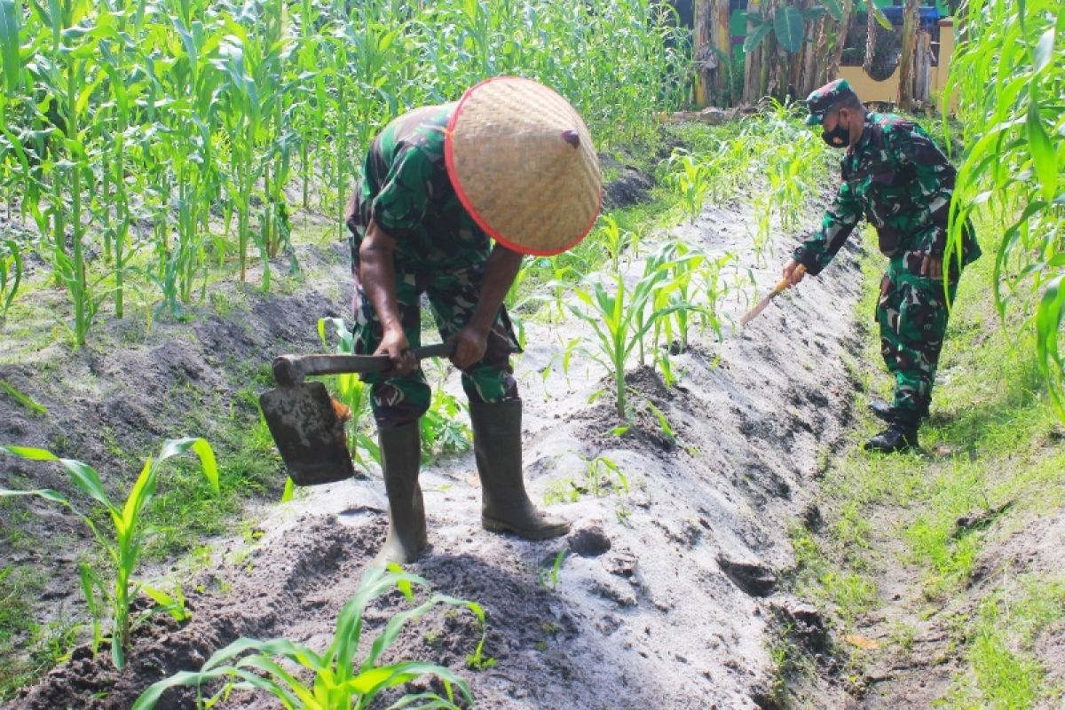 Kodim 1016/PLK budidayakan jagung untuk ketahanan pangan prajurit