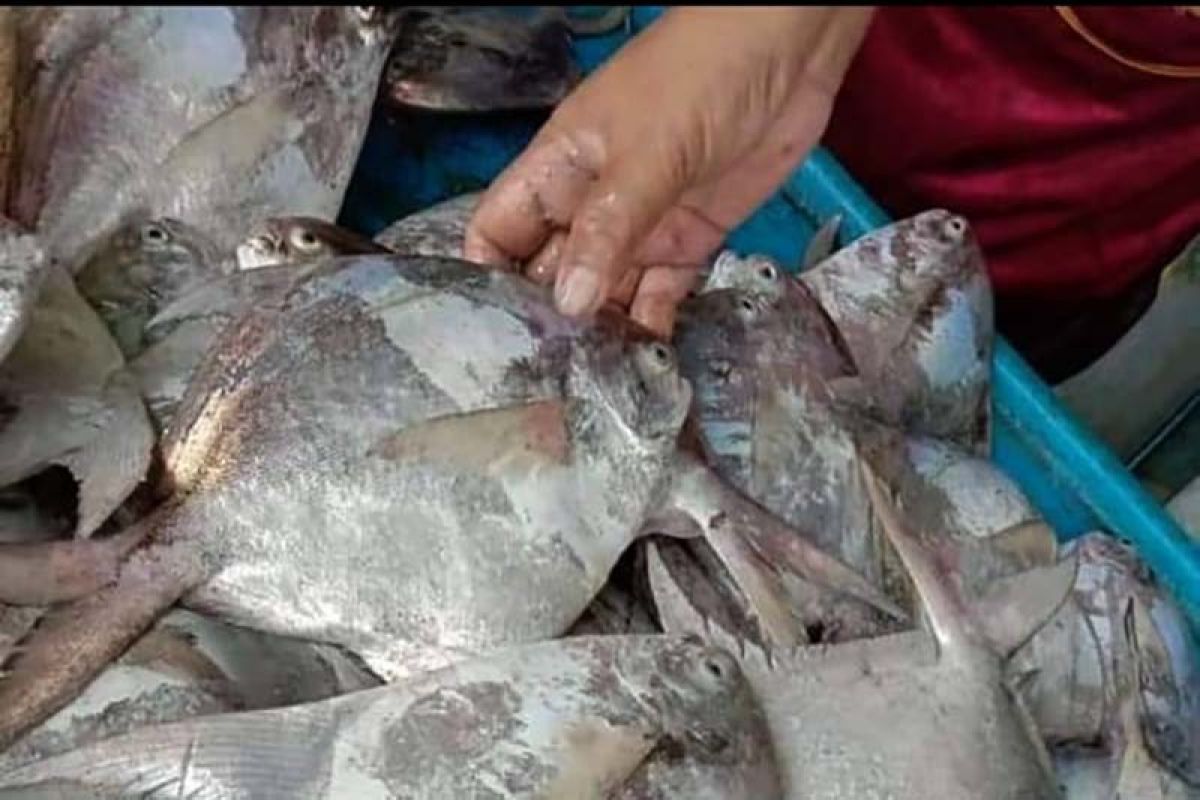 Nelayan Cilacap mulai masuki masa panen ikan