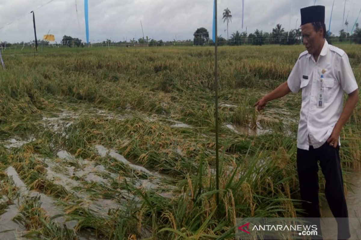 Flood swamps Kotabaru's 100-hectare rice plant