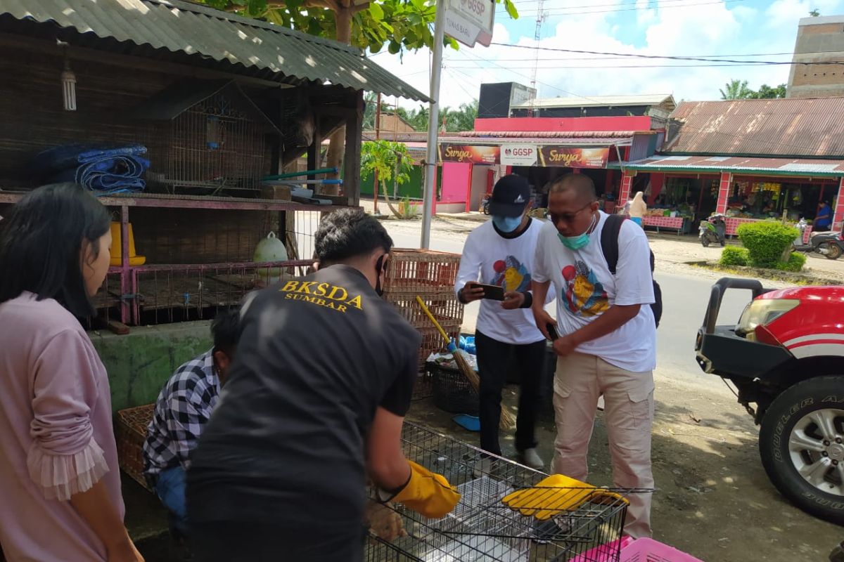 Warga Sungai Jariang Agam menyerahkan dua ekor kukang ke BKSDA