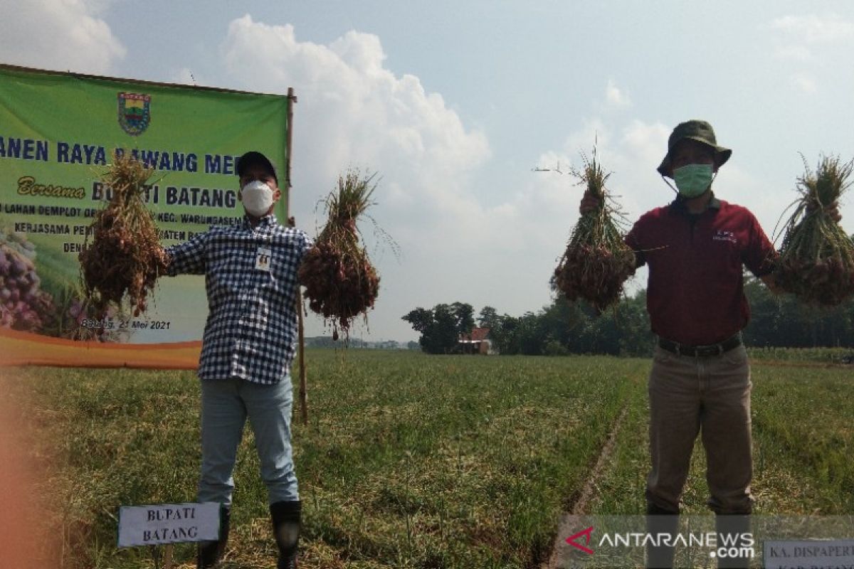 Pemkab siap fasilitasi budidaya tanam bawang merah