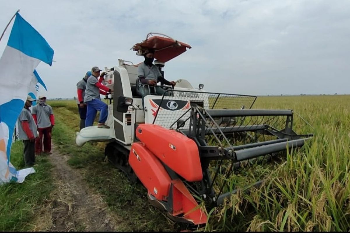 Panen padi di Lampung Selatan capai 7 ton/ha