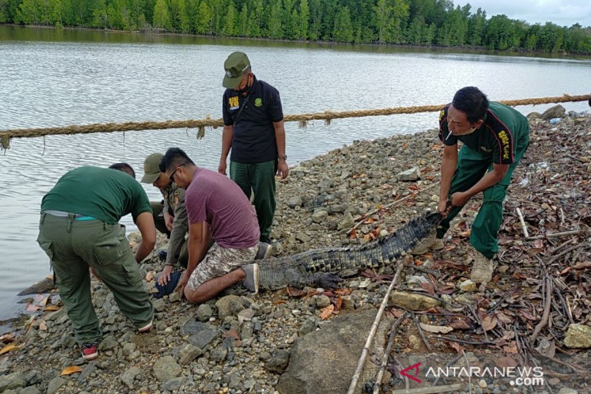 BKSDA Sultra lepasliarkan buaya temuan warga Bombana