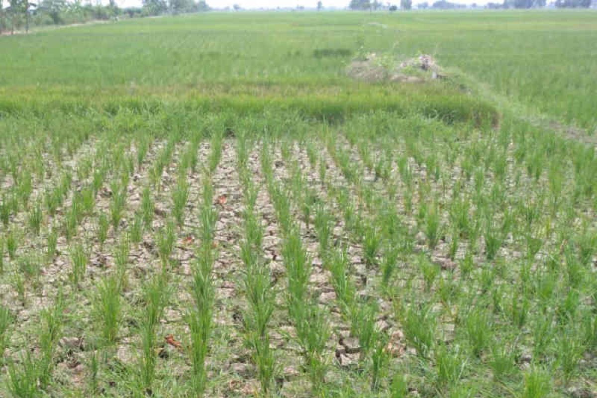 KTNA Indramayu perkirakan ratusan hektare padi terancam puso