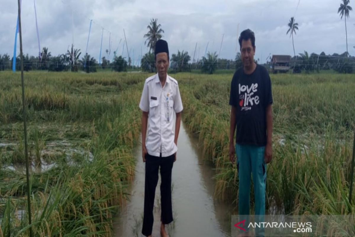 Persawahan di Pulau Laut Timur minim irigasi