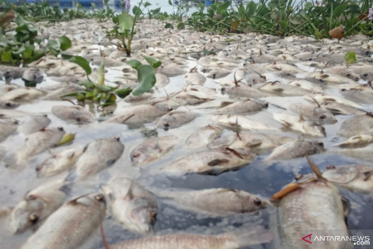 Ratusan ton ikan mati mendadak di Danau Maninjau (Video)