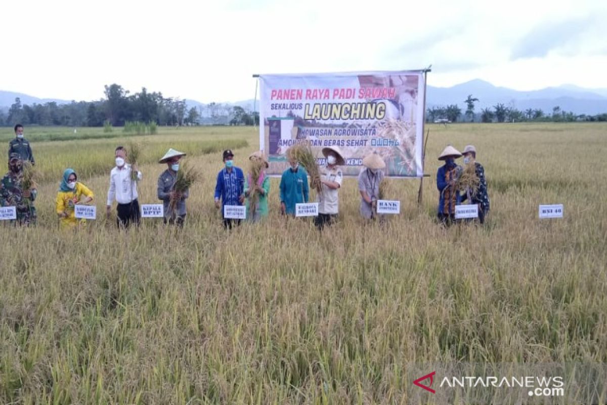 Dinas Pertanian Kendari mendorong petani tetap produktif saat pandemi