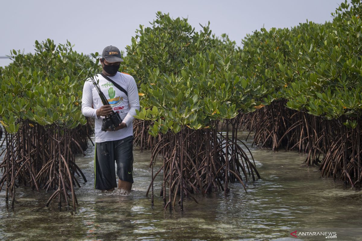 Yayasan KAN: Alih fungsi lahan rusak hutan mangrove