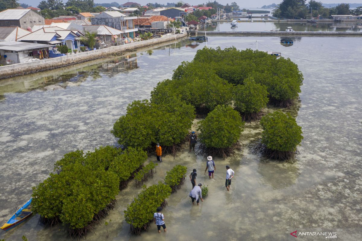 BKSDA Jakarta: Keluarga berperan berikan kesadaran pentingnya mangrove