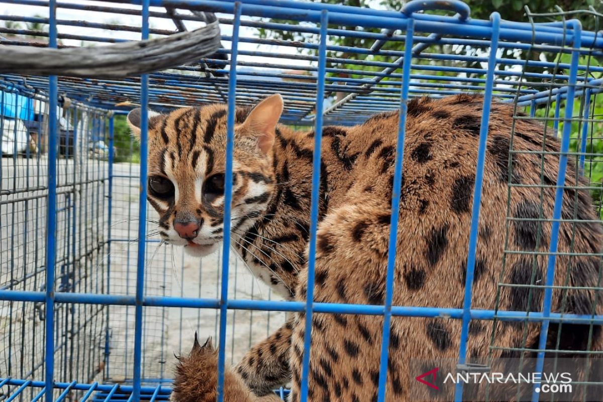 BKSDA lepasliarkan kucing hutan ke Cagar Alam Rimbo Panti