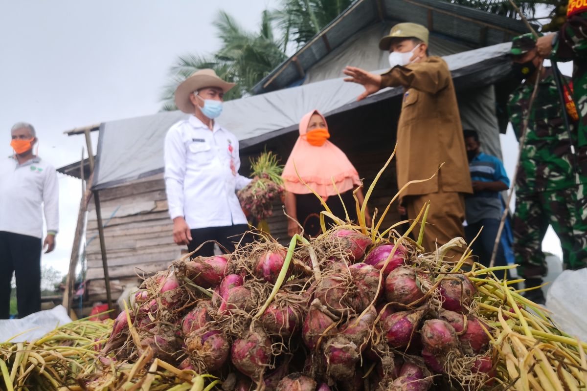 Tapin's shallot development constrained by seed management