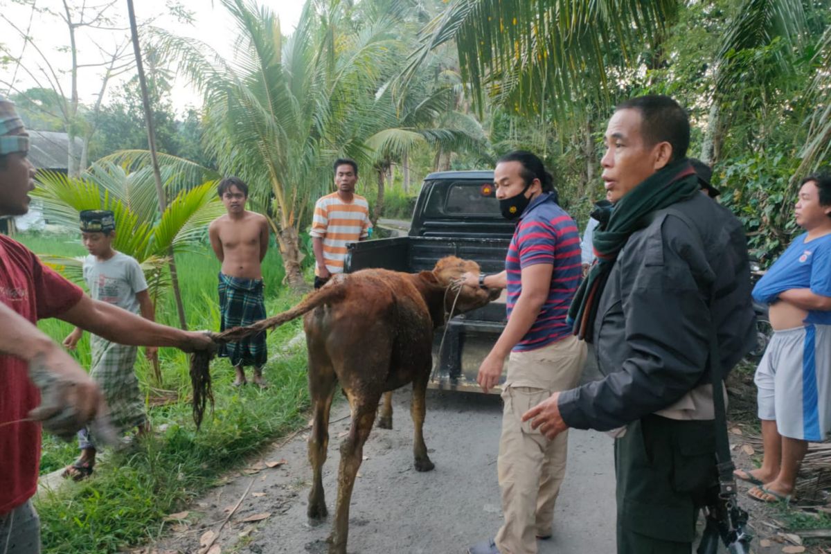 Sapi limousine diduga hasil curian ditemukan persawahan warga Barejulat Loteng