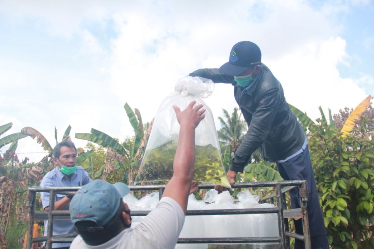 KKP salurkan 350.000 benih ikan air tawar di Kalimantan