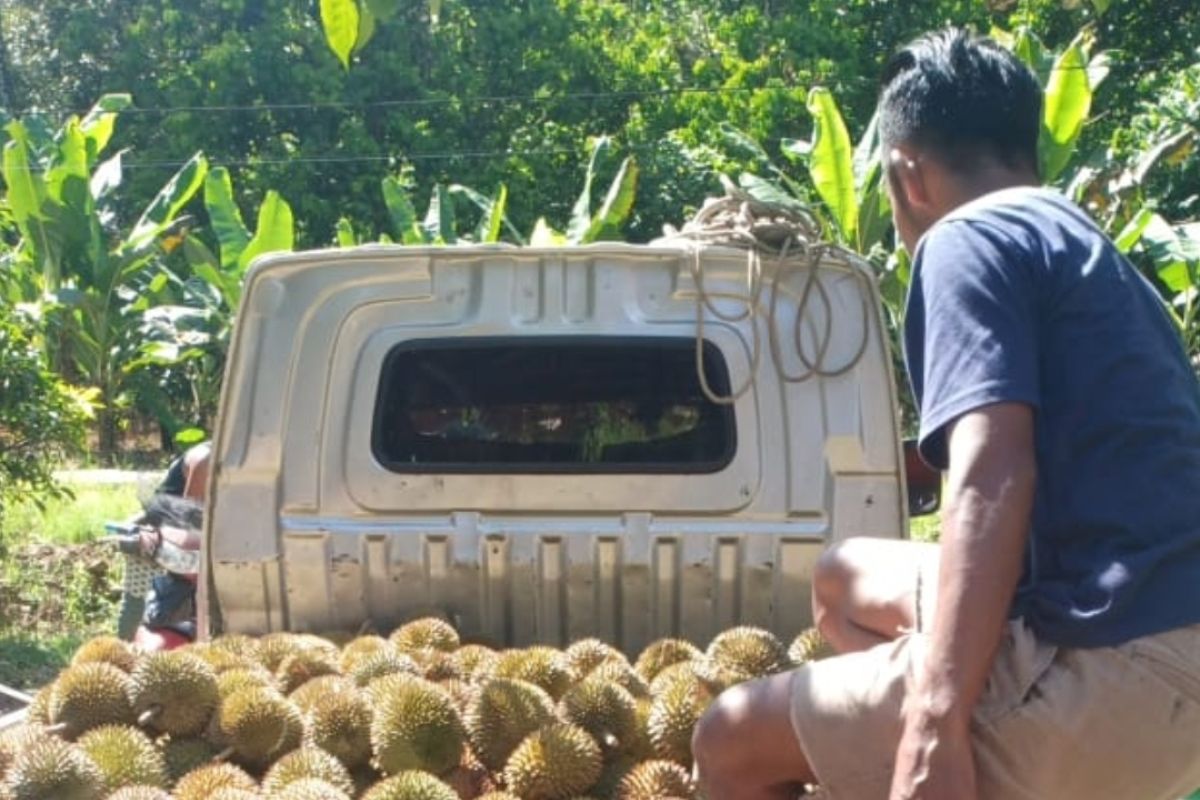 Kalbar "banjir" buah durian