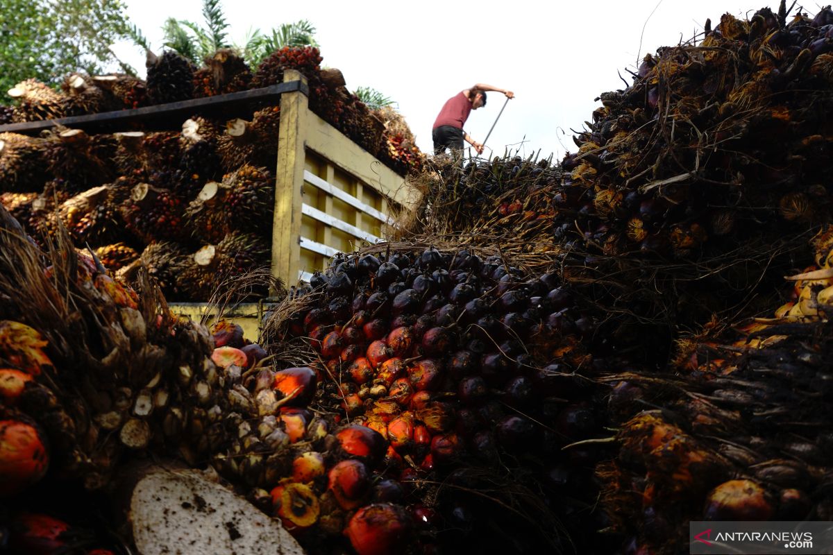 RI, Dutch concur on intensifying cooperation over sustainable palm oil