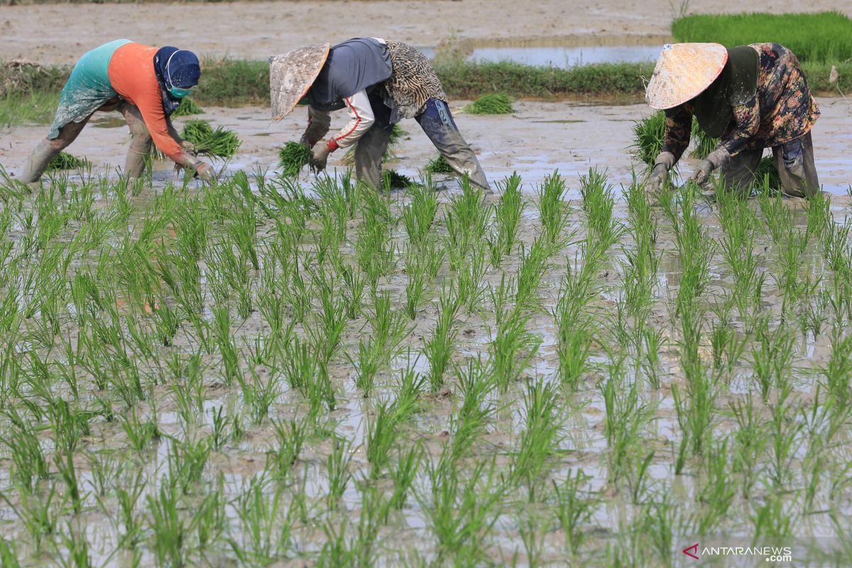 BPS sebut Upah harian buruh tani nasional Mei naik 0,14 persen