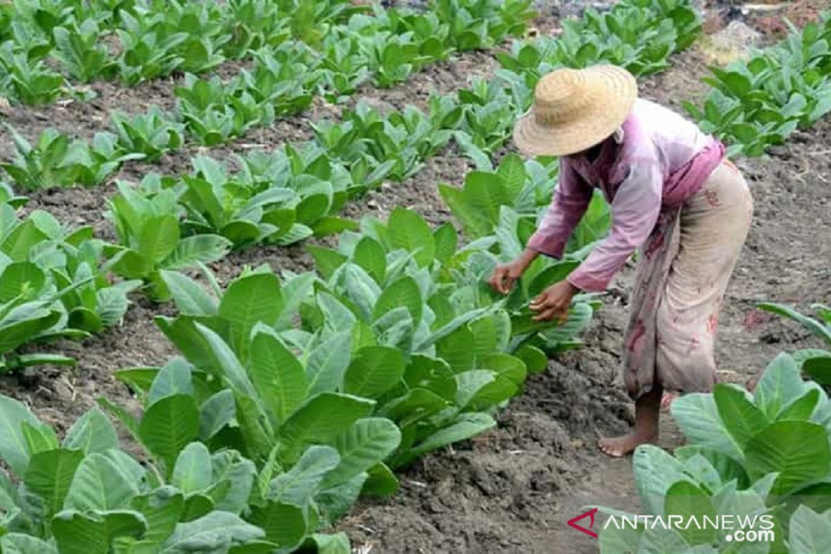 Pemkab Sampang  hapus bantuan bibit tembakau bagi petani