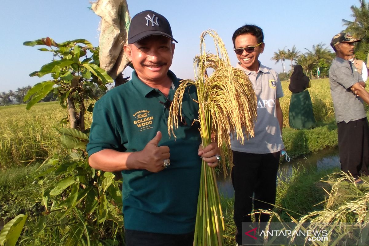 Petani Situbondo sambut baik pengembangan bibit padi BK-700