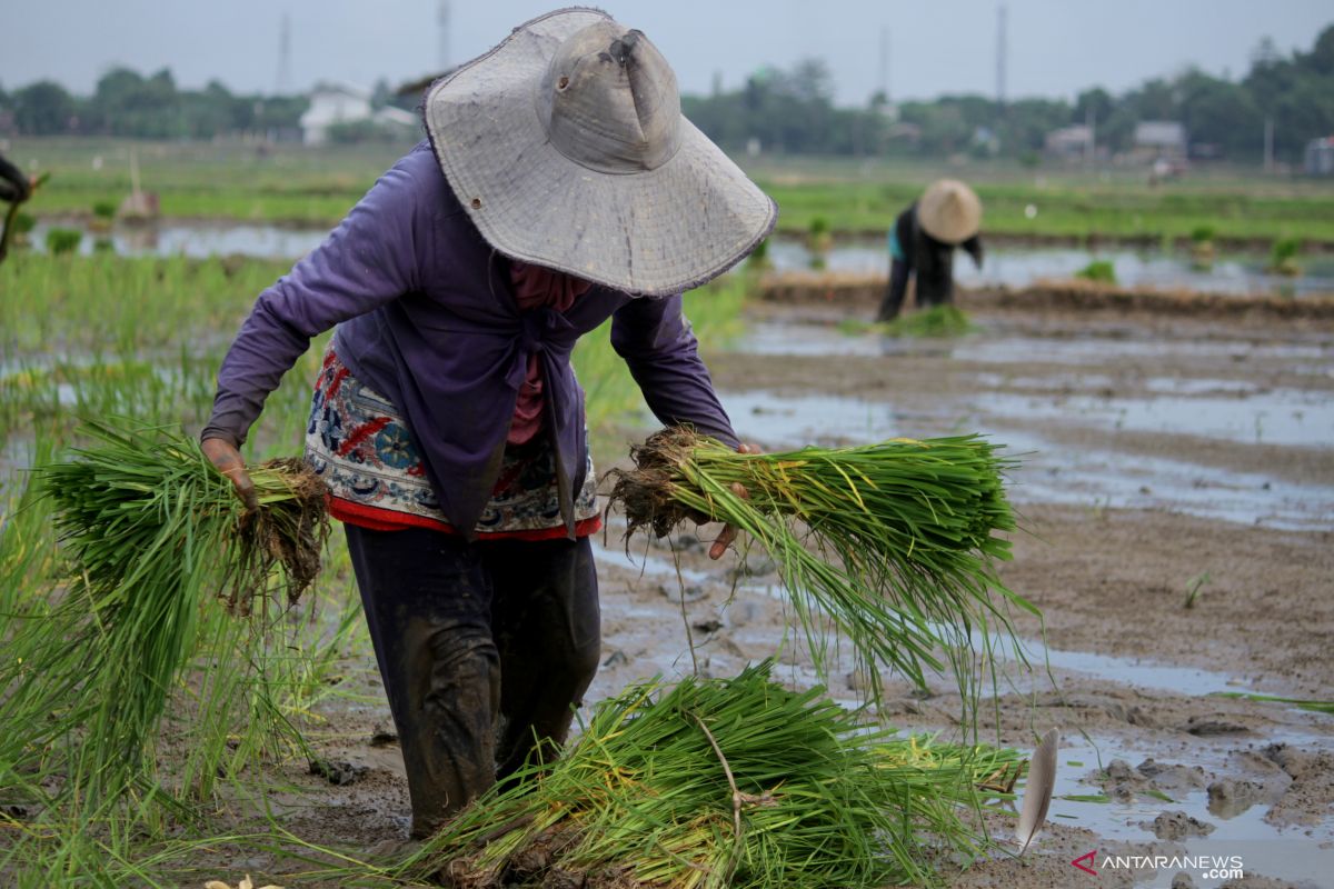 Petani Wondama berhenti tanam padi karena Biaya produksi tinggi