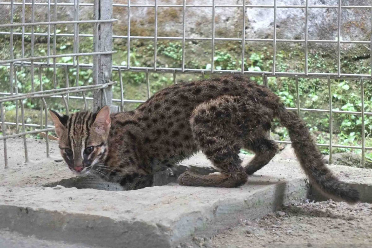 Wakil Ketua DPRD Jember serahkan anak kucing hutan ke BKSDA