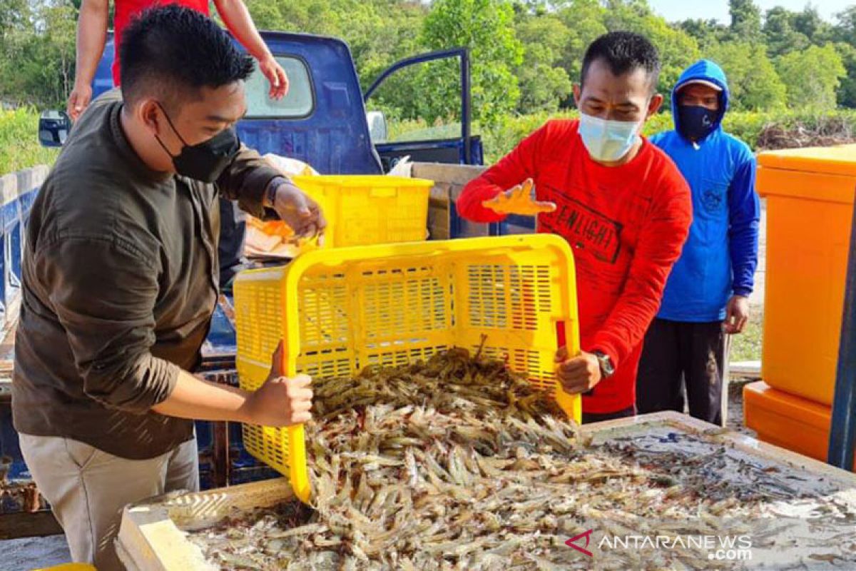 KKP: Sukamara Kalteng jadi model contoh pengembangan klaster udang