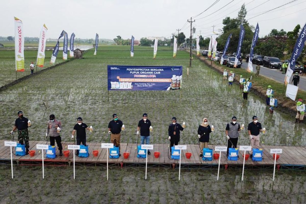 Pupuk Indonesia gelar demplot aplikasi pupuk organik di Blora