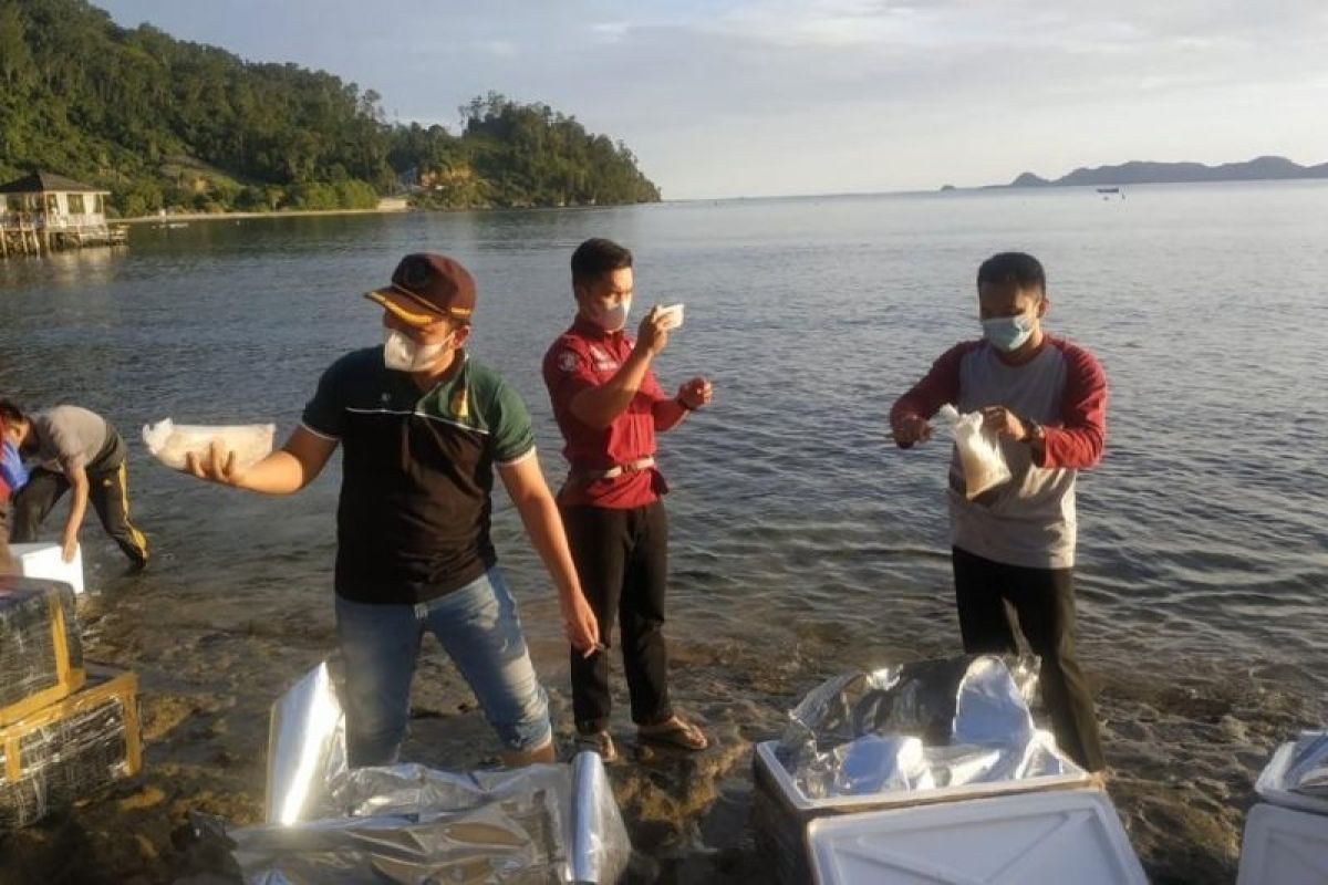 BKIPM Jambi lepasliarkan 134 ribu benih lobster di perairan Sumbar